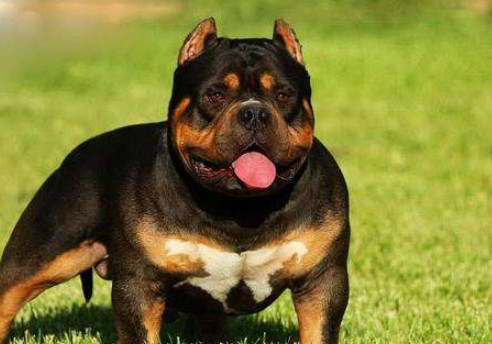 恶霸犬为什么要剪耳朵 恶霸犬剪耳朵的原因