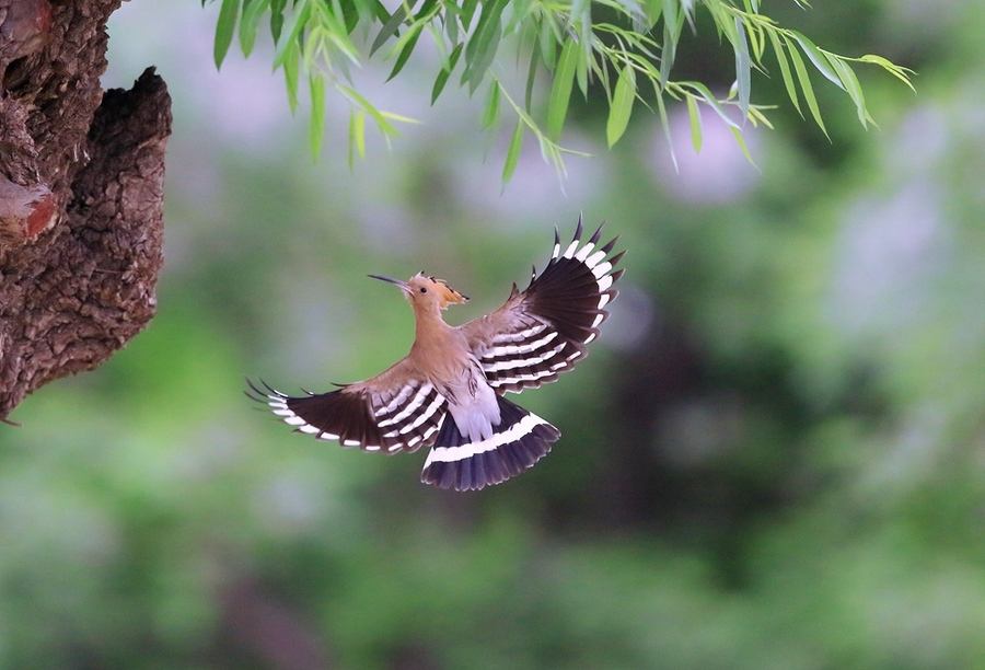 一把扇鸟是不是啄木鸟 一把扇和啄木鸟一样吗