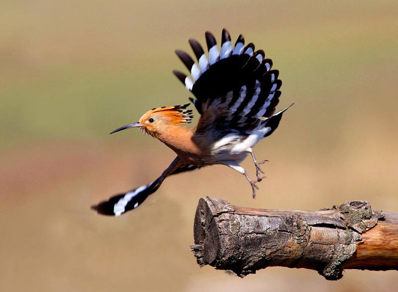 一把扇鸟又叫什么鸟 一把扇鸟的别称