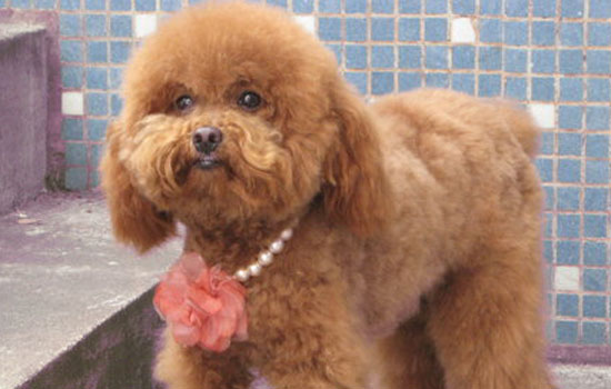 贵宾犬毛不卷怎么办 先给它剪毛试试