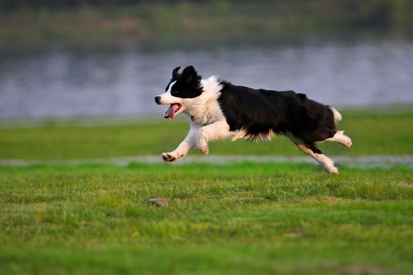 边境牧羊犬有什么缺点 边境牧羊犬的缺点