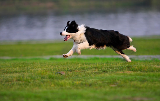边境牧羊犬有什么缺点 边境牧羊犬的缺点