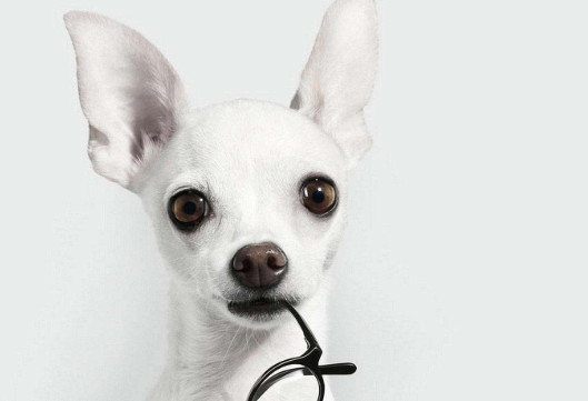 吉娃娃几个月立耳朵 吉娃娃立耳时间