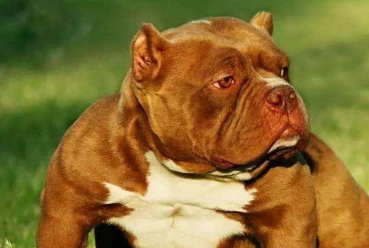 恶霸犬为什么喜欢小孩 恶霸犬喜欢小孩的原因