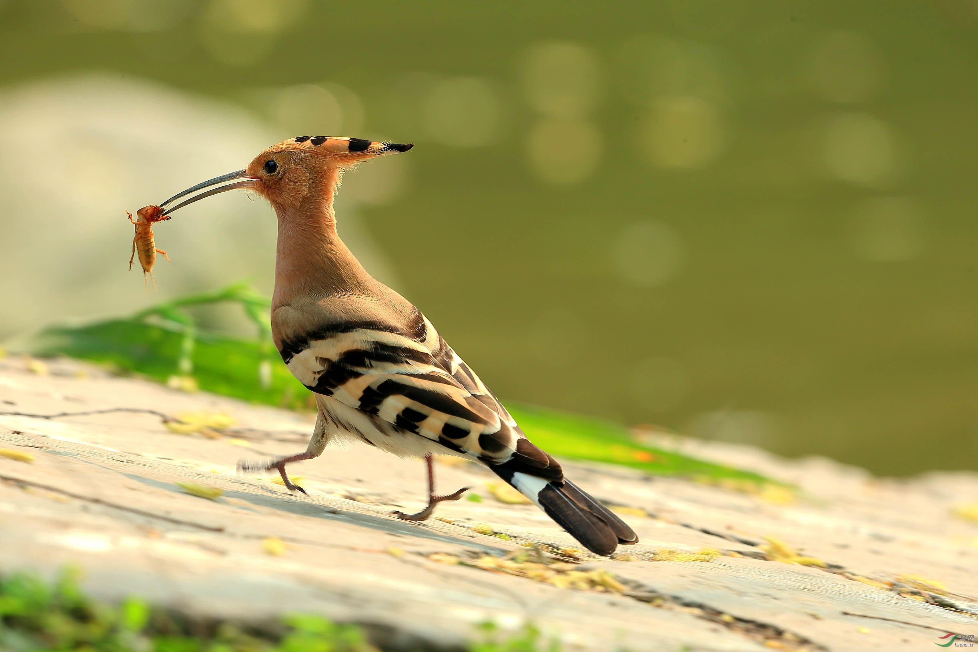 山和尚是啄木鸟吗 山和尚鸟是啄木鸟吗