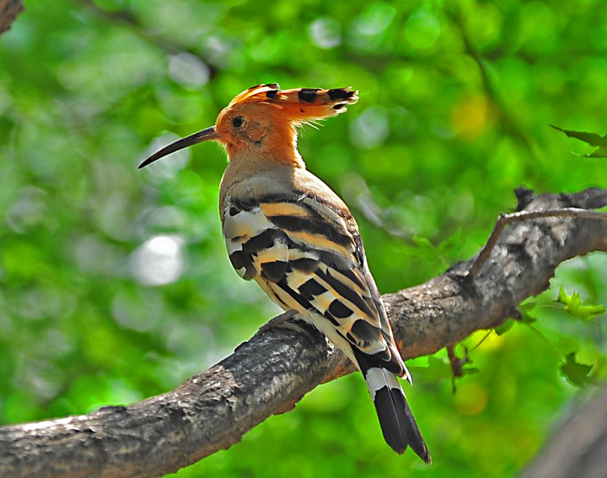 山和尚鸟吃水果吗 山和尚鸟吃不吃水果