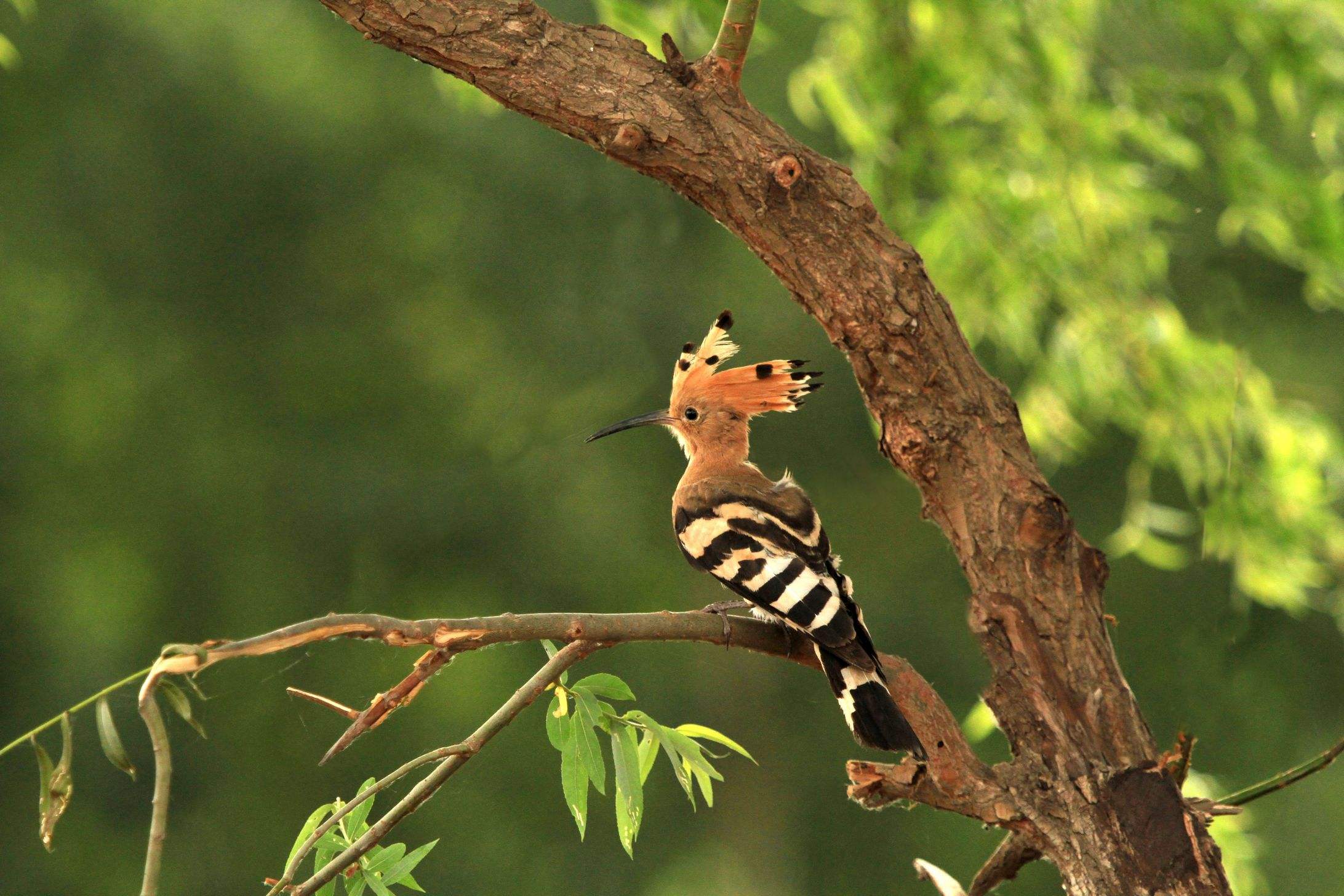 山和尚鸟和山道士鸟区别 山和尚鸟和山道士鸟有什么区别