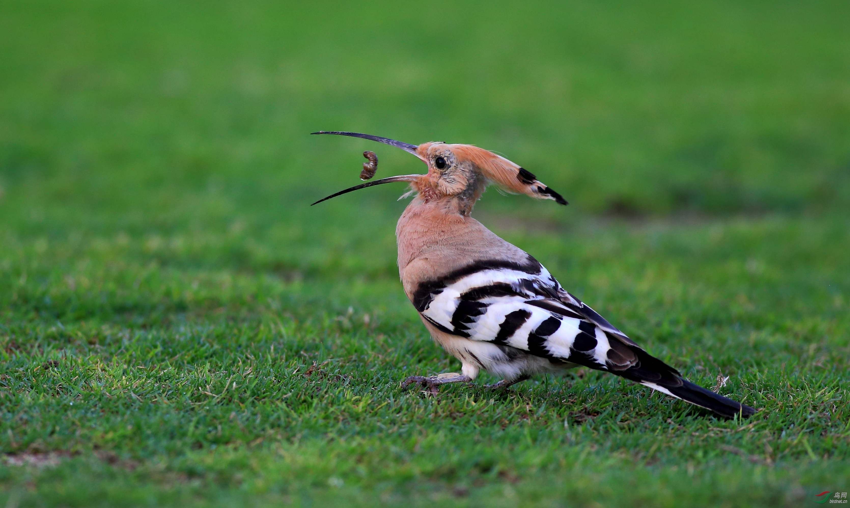 山和尚鸟可以上架吗 山和尚鸟可不可以上架