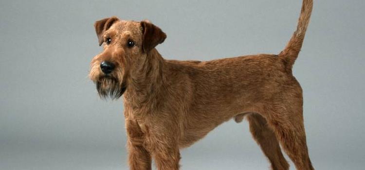 爱尔兰梗犬多少钱一只 爱尔兰梗多少钱一只