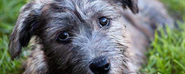 爱尔兰梗是名贵犬吗 爱尔兰梗是不是名贵犬