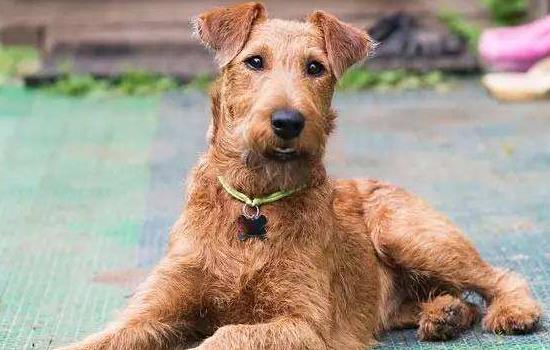 爱尔兰梗是小型犬吗 爱尔兰梗是什么类型的狗