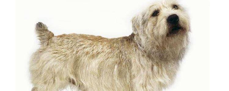 爱尔兰梗是小型犬吗 爱尔兰梗是什么类型的狗