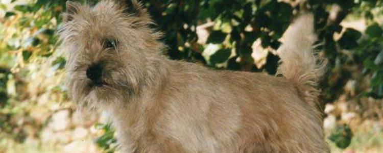 爱尔兰梗的外形特点 爱尔兰梗的特点