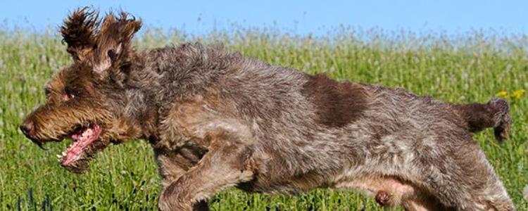 史毕诺犬价格 史毕诺犬价格大概是多少