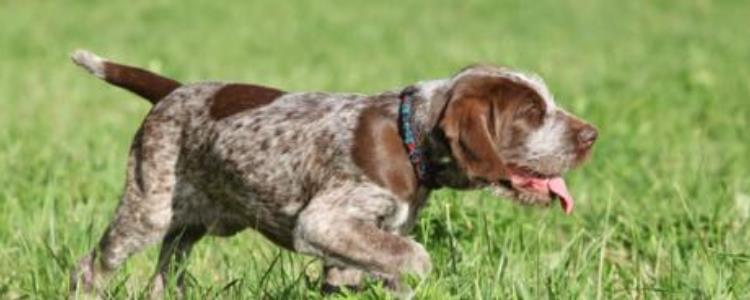 史毕诺犬哪里卖 史毕诺犬哪里可以买到