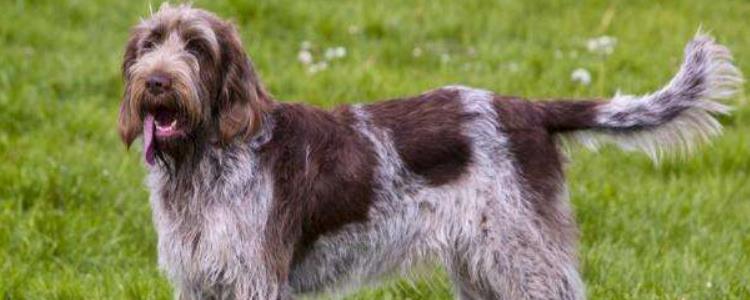 史毕诺犬掉毛吗 史毕诺犬掉毛严重吗