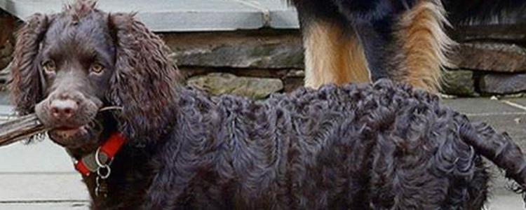 美国水猎犬多少钱一只 美国水猎犬多少钱