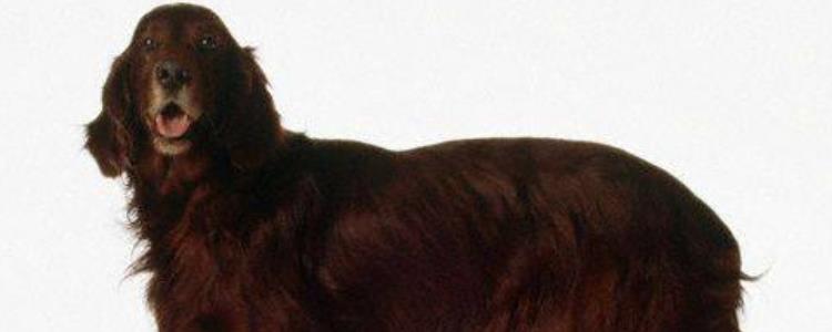 美国水猎犬优缺点 美国水猎犬优缺点有哪些