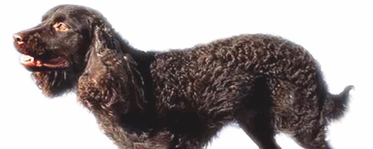 美国水猎犬哪里有卖 美国水猎犬哪里买