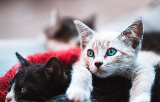 怎么自制猫食 自制猫食的方法