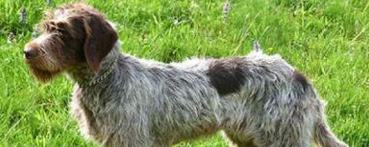 刚毛指示格里芬犬价格 格里芬犬价格大概是多少钱