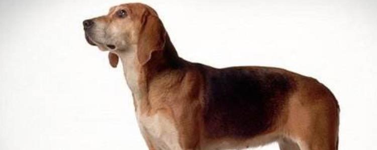 英国猎狐犬智商排名 英国猎狐犬智商排名是多少