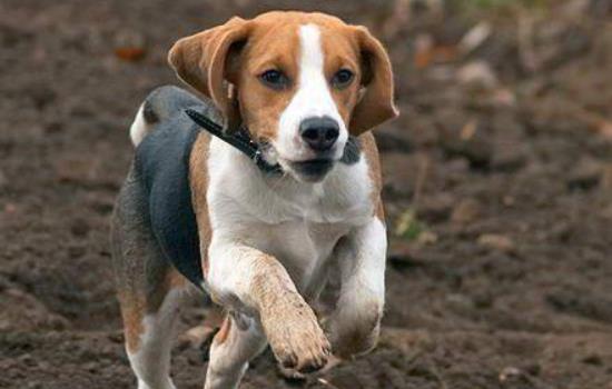 英国猎狐犬和比格犬的区别 英国猎狐犬和比格犬有什么不同