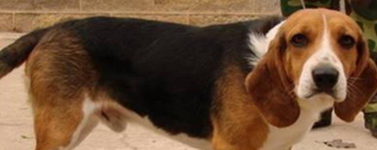 英国猎狐犬和比格犬的区别 英国猎狐犬和比格犬有什么不同