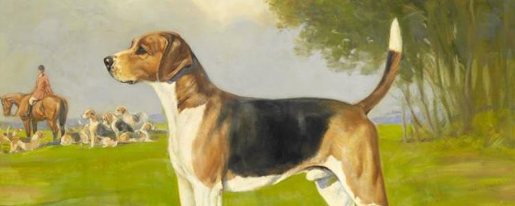 英国猎狐犬是比格犬吗 英国猎狐犬是不是比格犬