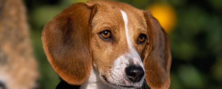 英国猎狐犬和美国猎狐犬 英国猎狐犬和美国猎狐犬区别