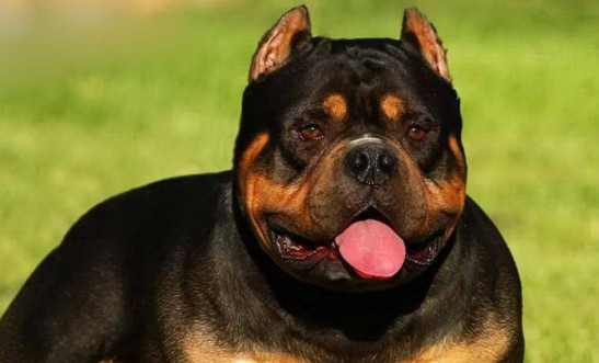 美国恶霸犬有攻击性吗 美国恶霸犬没有攻击性