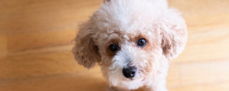 幼犬粘到老鼠胶怎么办 幼犬粘到老鼠胶可以洗么