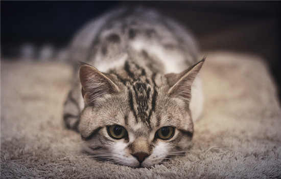 小猫拉屎很臭什么原因 小猫拉屎很臭的原因