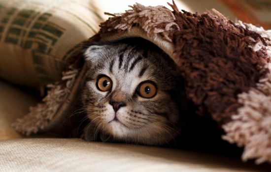 猫可以带上大巴吗 猫可不可以带上大巴
