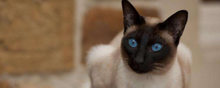 暹罗猫第一胎生几只 暹罗猫第一胎生几个