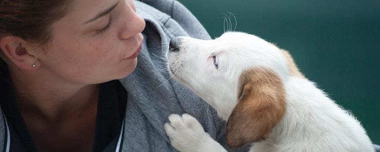 土松犬是中华田园犬吗 土松犬是什么狗