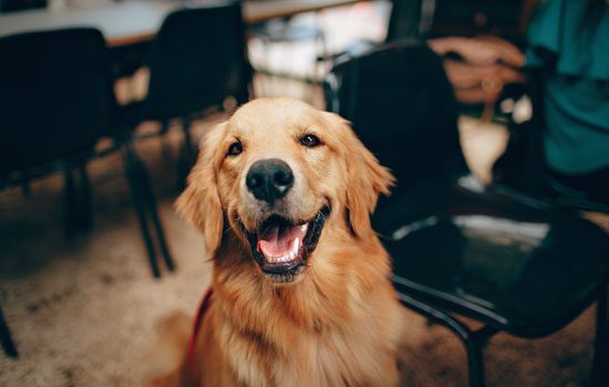 金毛多久会适应新主人 金毛适应新主人的时间