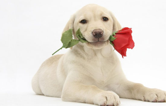 拉布拉多掉毛怎么解决 拉布拉多掉毛解决方法