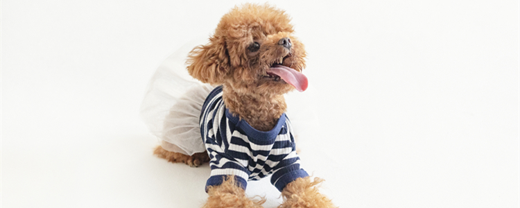 泰迪犬鼻子粉色正常吗 泰迪犬鼻子粉色是正常的吗