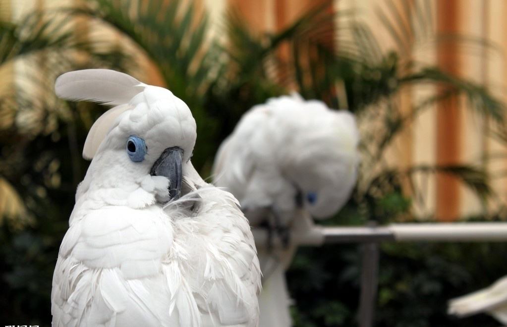 蓝眼凤头鹦鹉的主要特征 蓝眼凤头鹦鹉外形特征