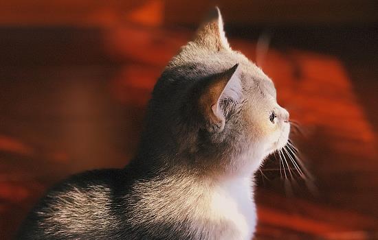 猫咪能吹空调吗 猫咪可不可以吹空调