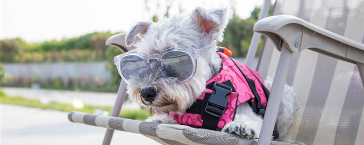 狗狗最怕什么气味 狗狗怕什么气味致死