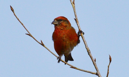 交嘴雀怎样分公母 交嘴雀雏鸟怎么分公母
