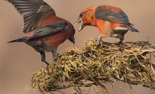 笼养交嘴雀吃什么 交嘴雀吃什么东西