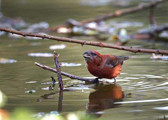 交嘴雀怎样分公母 交嘴雀雏鸟怎么分公母