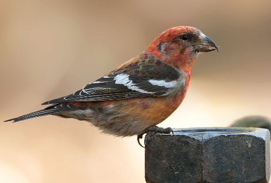 交嘴雀怎样分公母 交嘴雀雏鸟怎么分公母