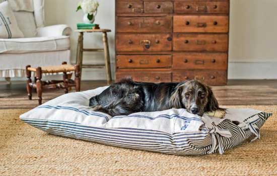 狗狗绝育后几天恢复 狗狗绝育后最快一周恢复