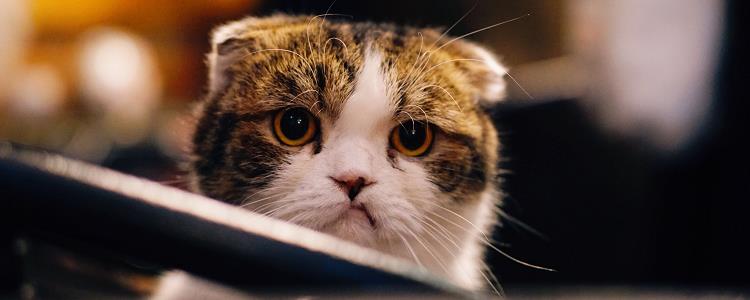 猫咪吃鸡蛋可以吗 猫可以吃鸡蛋吗