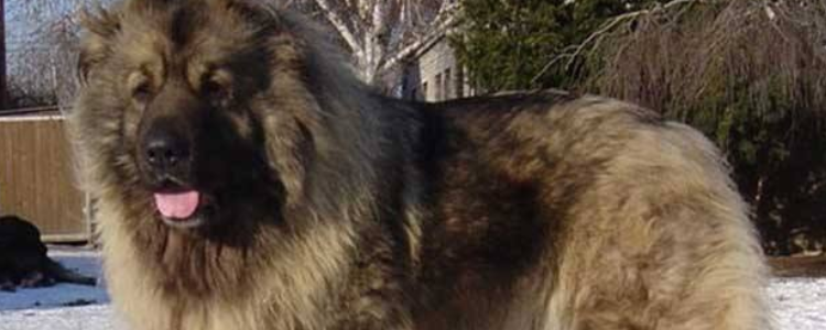 巨型高加索犬有多大 巨型高加索犬有多大只