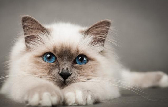 喜马拉雅猫掉毛多吗 喜马拉雅猫掉毛不太多